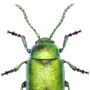 Illustrated Green Dock Beetle, thumbnail 2 of 3