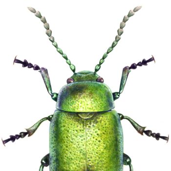 Illustrated Green Dock Beetle, 2 of 3