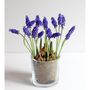 Plant Your Own Spring Muscari Bulb, thumbnail 8 of 12