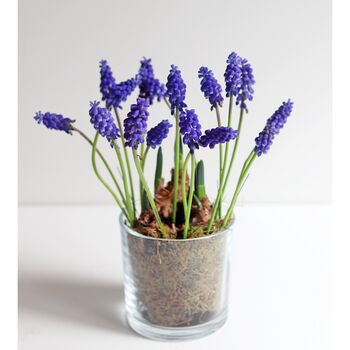 Plant Your Own Spring Muscari Bulb, 8 of 12