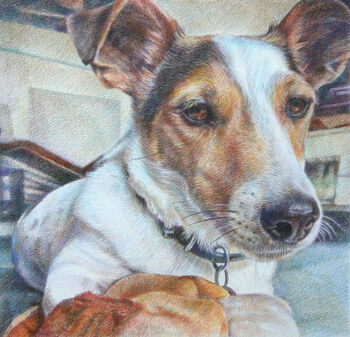 Custom Pet Portrait Drawing Or Gift Voucher, 10 of 12