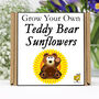 Gardening Gift. Grow Your Own Teddy Bear Sunflower Kit, thumbnail 1 of 7