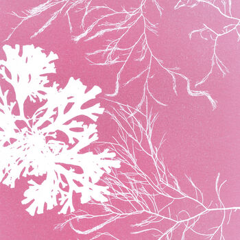 Pink Seaweed Art Print, 3 of 6