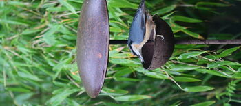 Metal Bird Feeder, 5 of 6