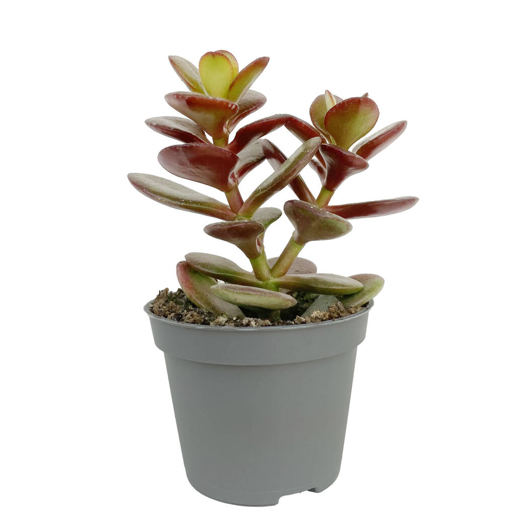 Money Tree Minima Red Tinted Succulent House Plant By Clouds Hill ...