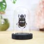 Dung Beetle Insect Bug Entomology Taxidermy Bell Jar, thumbnail 1 of 4