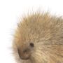 Illustrated Porcupine Print, thumbnail 2 of 3