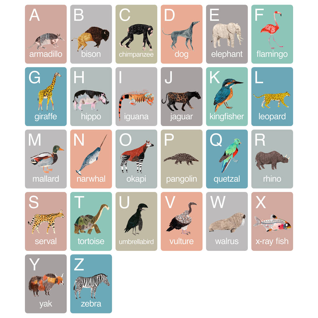Animal Alphabet Flash Cards By James Barker | notonthehighstreet.com