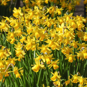 Spring Bulbs Daffodils 'Tete A Tete' Six X Bulb Pack, 5 of 5