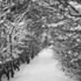 Winter Snow, Black And White, Art Print, thumbnail 3 of 7