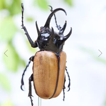 Five Horned Rhinoceros Beetle Insect Bug Moth Bell Jar Entomology Taxidermy Interior Design Home Decor Cloche Modern Display Gift Ornament, 2 of 4