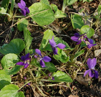 Geranium And Violet Bath Soak, 8 of 8