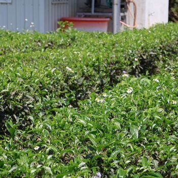 Sun Moon Red Loose Leaf Black Tea, 6 of 6