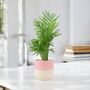 Chamaedorea Elegans Parlor Palm In 12cm Pot, thumbnail 11 of 11
