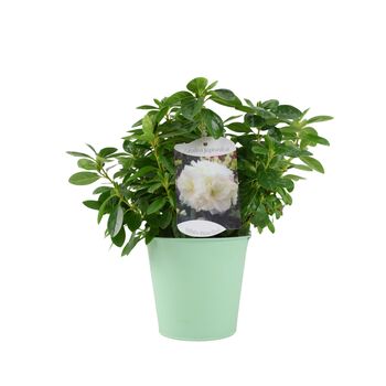 Azalea Japonica White – Free Standard Gift Wrap, 2 of 4