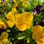 Flowers Pansy 'Primrose' 20 X Plant Pack, thumbnail 2 of 3