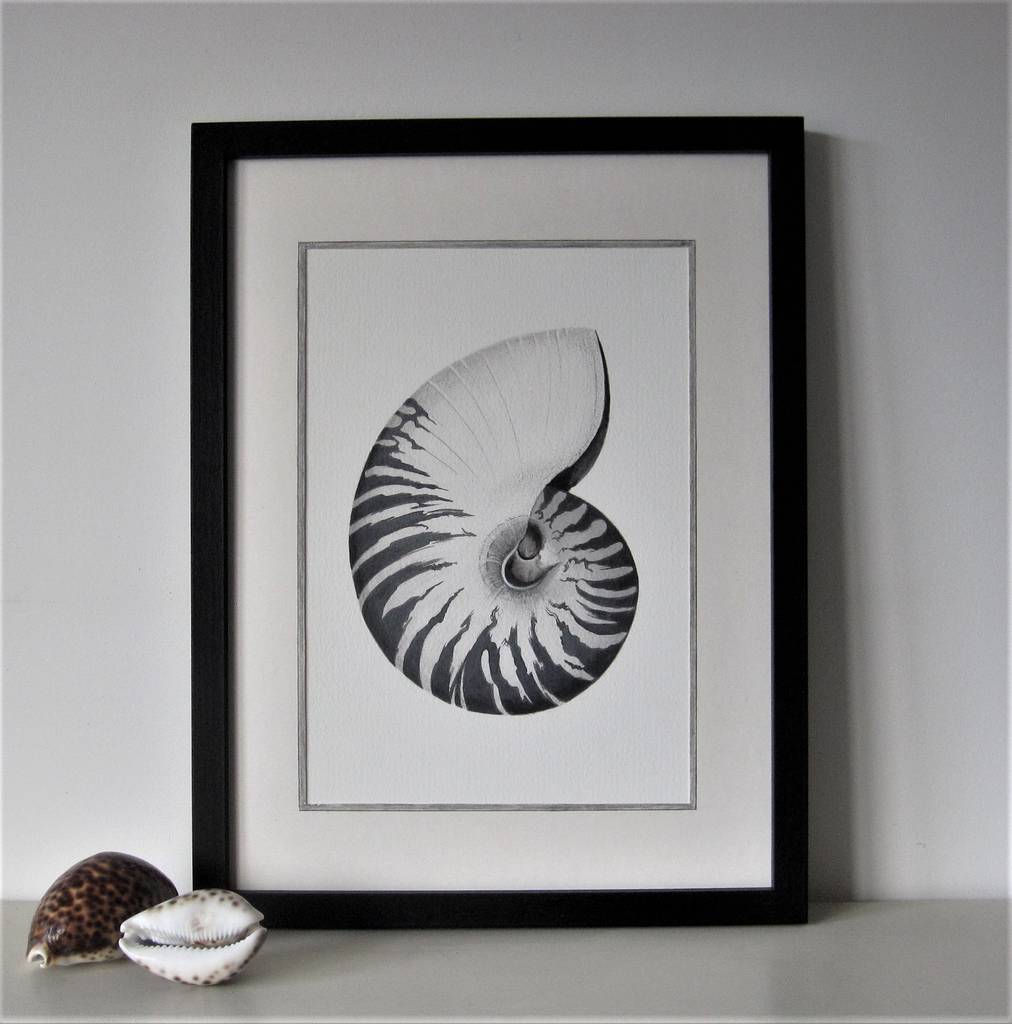 framed limited edition nautilus shell giclee print by edwina cooper