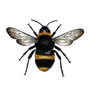 Bee Botanical Illustration Print, thumbnail 4 of 4