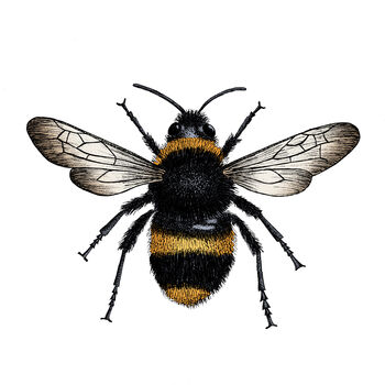 Bee Botanical Illustration Print, 4 of 4