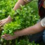 Mint Plants 'Peppermint', thumbnail 6 of 8