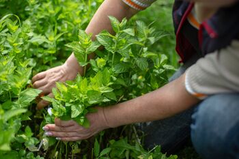 Mint Plants 'Peppermint', 6 of 8
