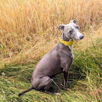 Yellow Leather Whippet Collar Can Be Personalised, 7 of 12