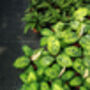 Houseplant Homalomena 'Camouflage' In 13cm Pot, thumbnail 2 of 3