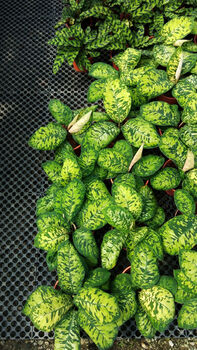 Houseplant Homalomena 'Camouflage' In 13cm Pot, 2 of 3