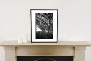 Trees, Anglesey Abbey Gardens Photographic Art Print, 2 of 12