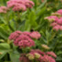 Sedum Plants ‘Munstead Dark Red’, thumbnail 3 of 5