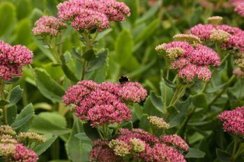 Sedum Plants ‘Munstead Dark Red’, 3 of 5