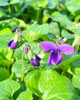 Medium Necklace With Violets, Purple And Yellow Flowers, 5 of 12