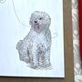Spanish Water Dog Greetings Card, thumbnail 6 of 9