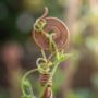Copper Spiral Plant Support Stake, thumbnail 3 of 9
