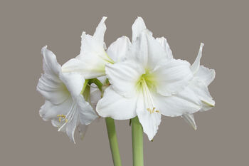 Amaryllis Bulbs 'White' One X Bulb, 6 of 7