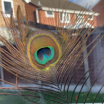 Peacock Feather, 11 of 11