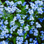 10 'Sow In Love' Forget Me Not Seed Packet Favours, thumbnail 5 of 5