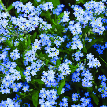 10 'Sow In Love' Forget Me Not Seed Packet Favours, 5 of 5
