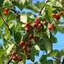 Fruit Tree Crabapple 'Red Sentinel' One X 10 L Pot, thumbnail 4 of 5