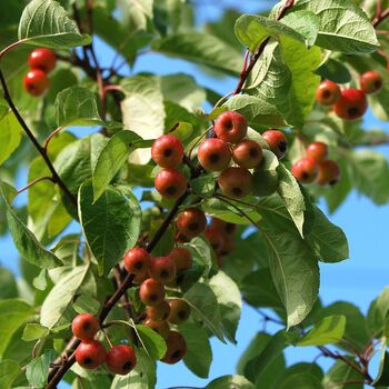 Fruit Tree Crabapple 'Red Sentinel' One X 10 L Pot, 4 of 5