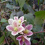 Scented Clematis Freckles, Plant Gift Idea, thumbnail 3 of 3
