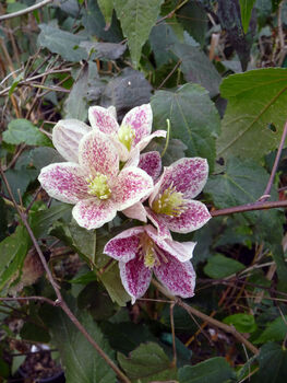 Scented Clematis Freckles, Plant Gift Idea, 3 of 3