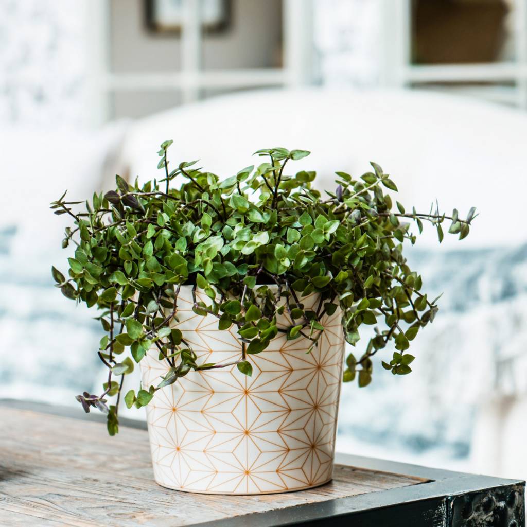 Geometric Design Plant Pot By Blackdown Lifestyle