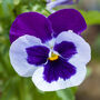 Flowers Pansy 'Cassis' 20 X Plant Pack, thumbnail 4 of 5