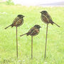 Rusty Robin Garden Art. Iron Garden Ornament, thumbnail 1 of 6