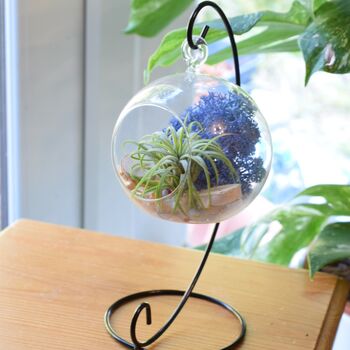 Diy Air Plant Terrarium Kit Hanging Terrarium Gift, 10 of 10