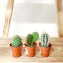Set Of Three Small Cactus In Pot Pick Your Colour Pots, thumbnail 6 of 9