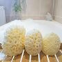 The Coral Scrubs Family Bath And Shower Sponges. Set Of Three Coral Inspired Body Sponges For Babies, Kids And Adults, thumbnail 4 of 7