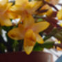 Christmas Cactus Yellow One X Full Plant 13cm Pot, thumbnail 2 of 6