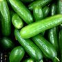 Vegetable Plants Cucumber 'Tribute' Six Plug Plant Pack, thumbnail 2 of 6